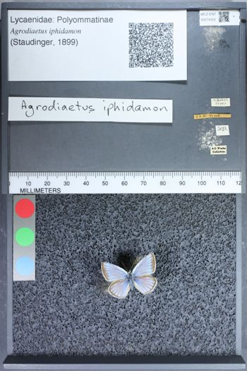 Media type: image;   Entomology 74302